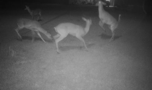 3 doe night.jpg